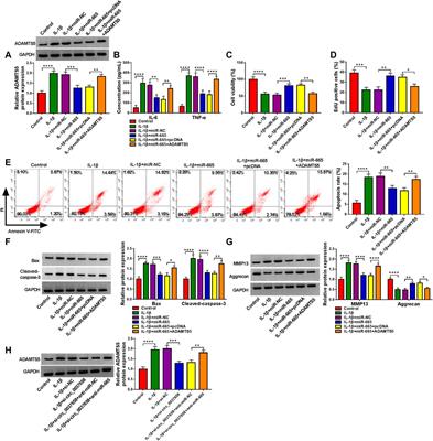 Knockdown of Circ_0037658 Alleviates IL-1β-Induced Osteoarthritis Progression by Serving as a Sponge of miR-665 to Regulate ADAMTS5